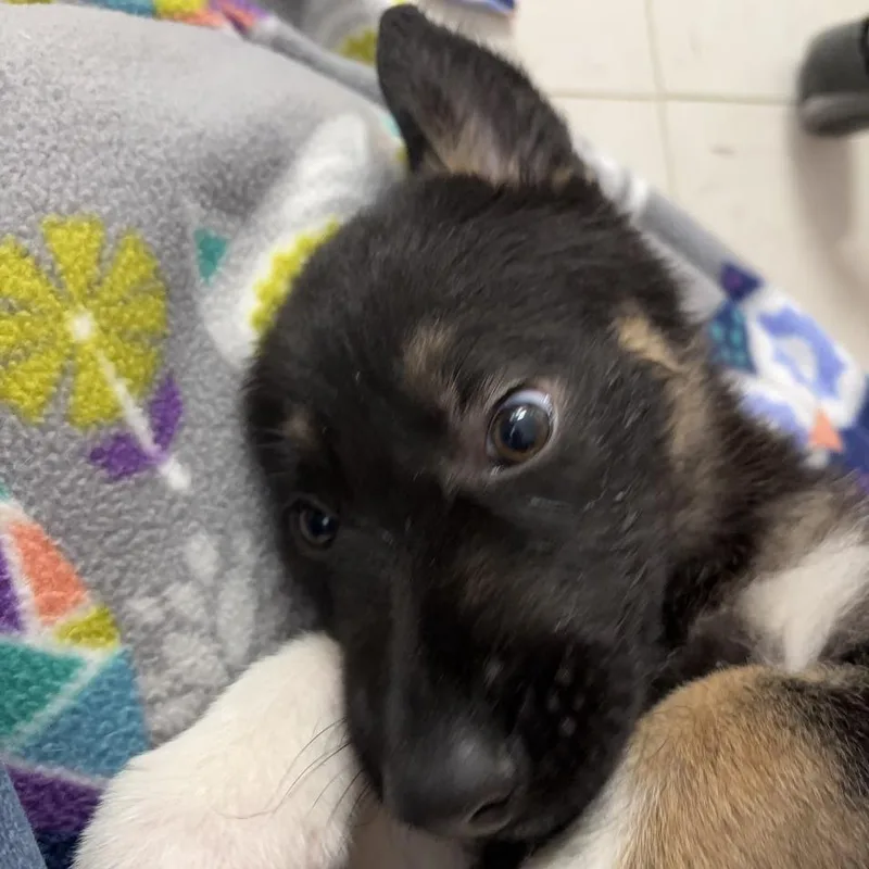 Schnitzel thumbnail 4