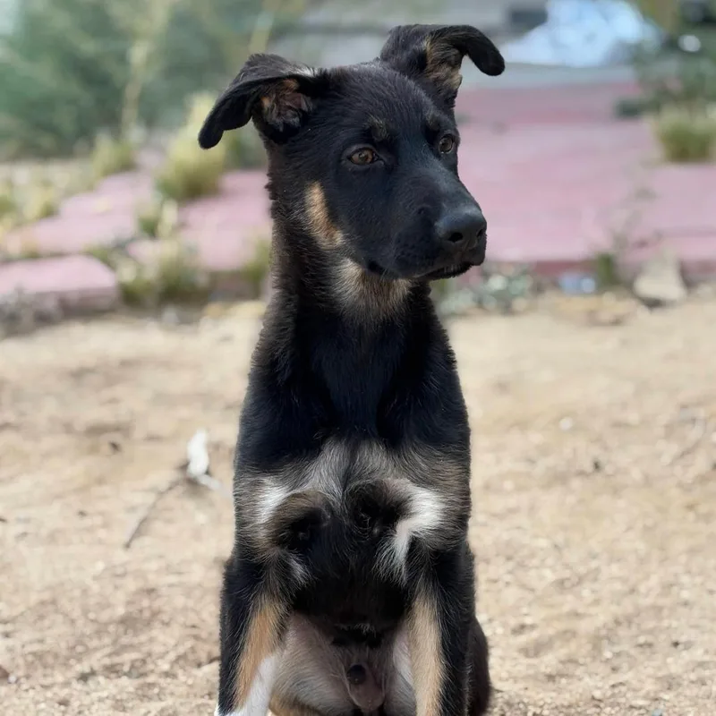 Schnitzel thumbnail 5