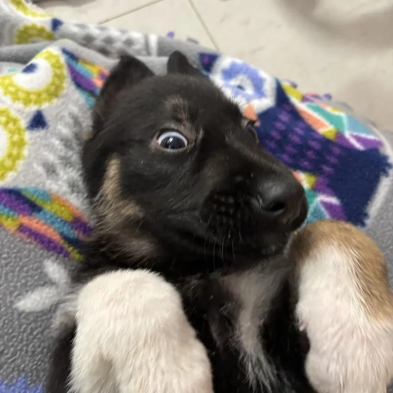 Schnitzel thumbnail 6