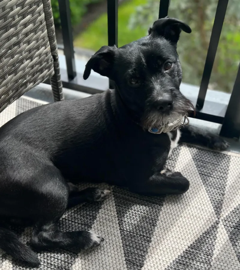 An adult small-sized male Schnauzer dog named Bib Marley for adoption in Weston, FL