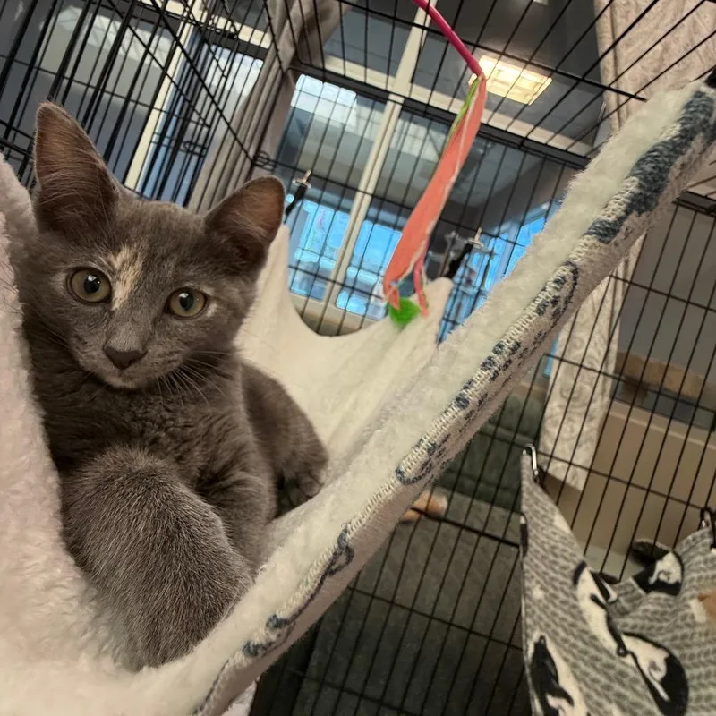 A young large-sized female Tortoiseshell Domestic Short Hair cat named Diamond for adoption in Westminster, CA