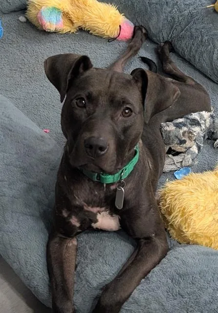 A young medium-sized female Mixed Breed dog named Pearl for adoption in Haw River, NC