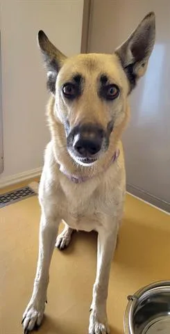An adult large-sized female German Shepherd Dog dog named Ellie for adoption in Lathrop, CA