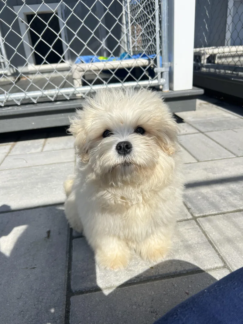 A baby small-sized male White / Cream Poodle (Toy) dog named Cricket for adoption in Montclair, NJ