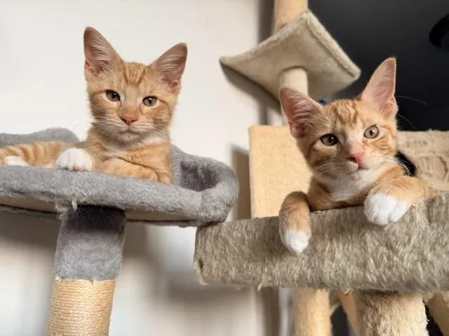 A baby medium-sized male Tabby (Orange / Red) Domestic Short Hair cat named Mango for adoption in Cincinnati, OH