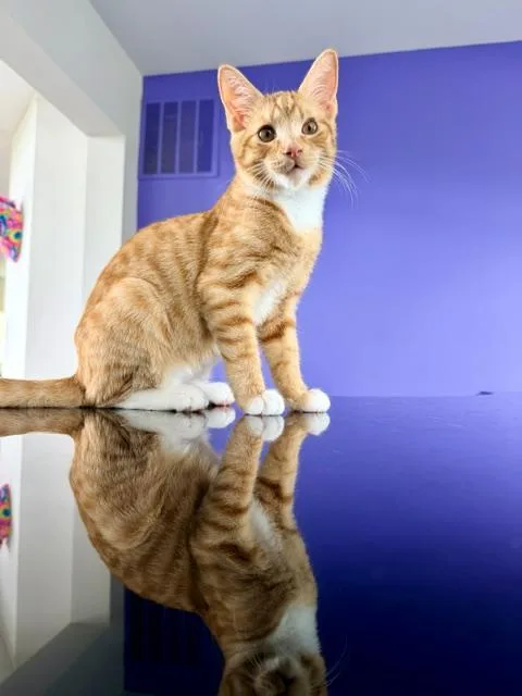 Mango thumbnail 4