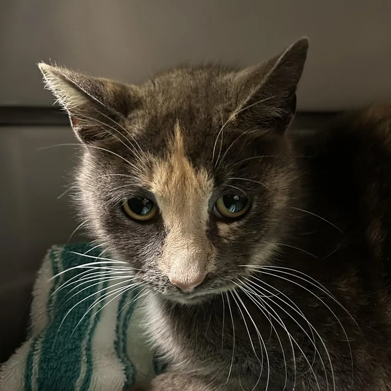 An adult medium-sized female Tortoiseshell Domestic Short Hair cat named Callie for adoption in Roanoke, VA