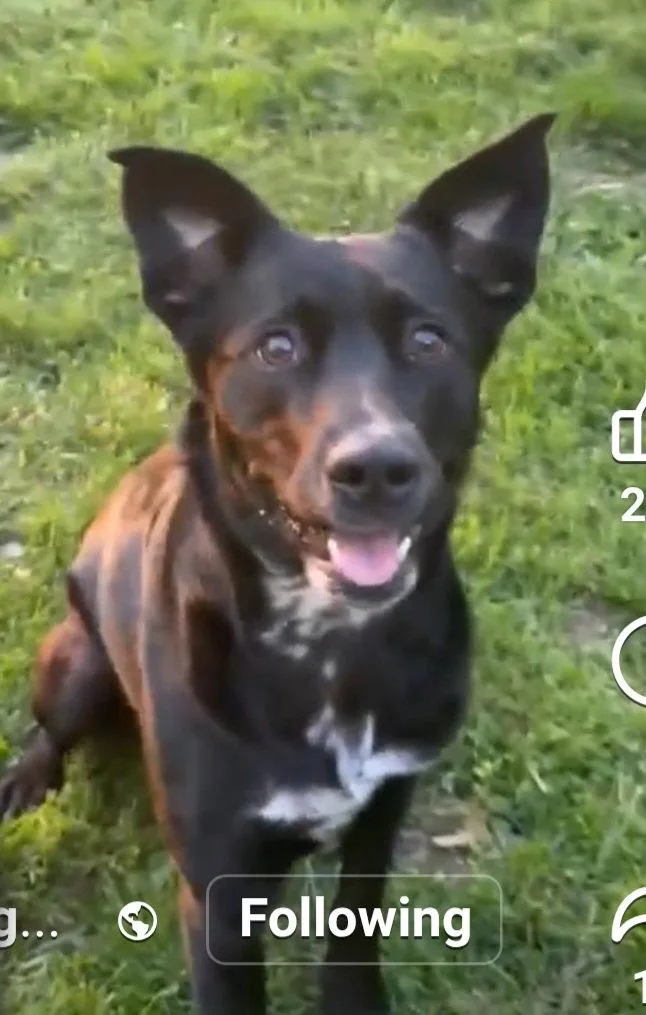 A young medium-sized female Border Collie dog named Luna for adoption in Westminster, MD