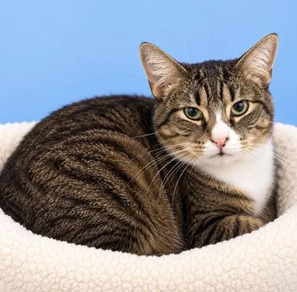 A baby small-sized male Domestic Short Hair cat named Jasper for adoption in Morton Grove, IL