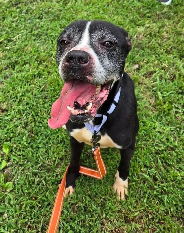 An adult medium-sized male Boxer dog named Tuna Sub for adoption in Millersville, MD