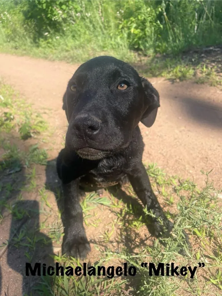 A baby medium-sized male Mixed Breed dog named Michelangelo for adoption in Cloquet, MN