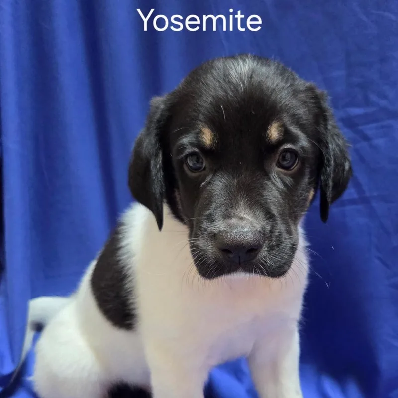 A baby small-sized male Mixed Breed dog named Yosemite for adoption in Naperville, IL