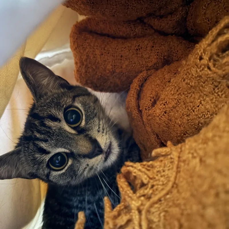 A young medium-sized female Tabby (Brown / Chocolate) Domestic Short Hair cat named Miss A for adoption in West Swanzey, NH