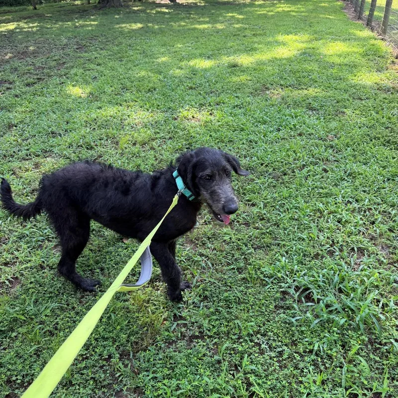 A young medium-sized male Black Poodle dog named Gunner for adoption in Princeton, KY