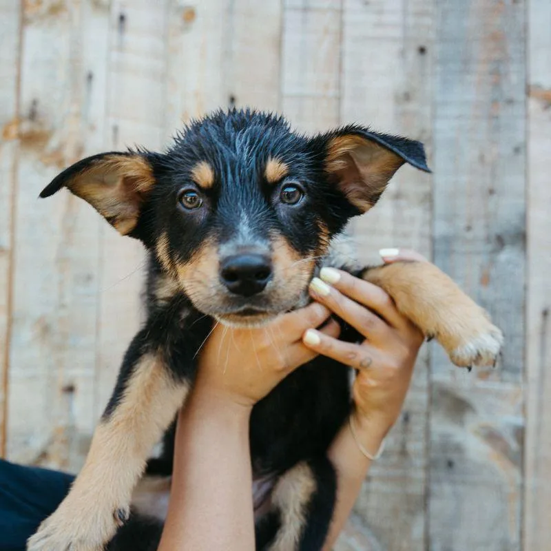 A baby medium-sized male Australian Cattle Dog / Blue Heeler dog named Skipper for adoption in Jackson, WY