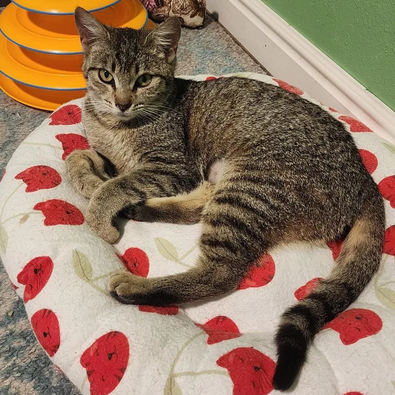 A young medium-sized female Domestic Short Hair cat named Lady Charlotte for adoption in Ontario, OR