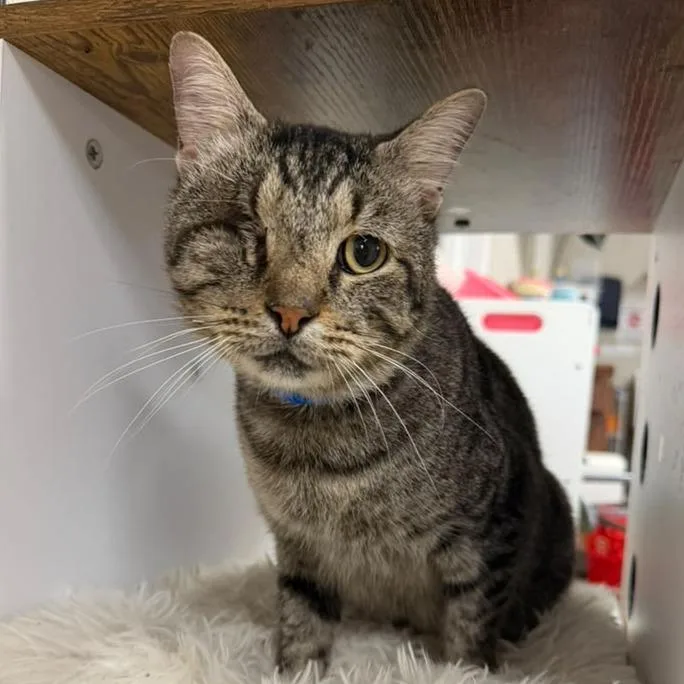 An adult large-sized male Gray / Blue / Silver Domestic Short Hair cat named Uno for adoption in Laredo, TX