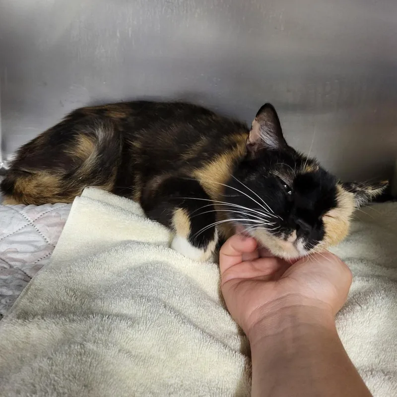 An adult medium-sized female Black Domestic Medium Hair cat named Lovey for adoption in Lake Panasoffkee, FL
