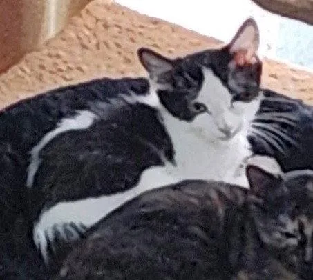 A baby medium-sized female Black & White / Tuxedo Domestic Short Hair cat named Natalie for adoption in Shawnee, KS
