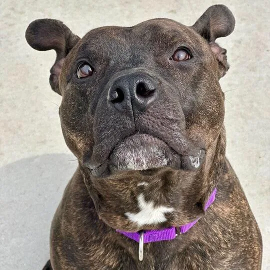 An adult large-sized male Black Pit Bull Terrier dog named Ace for adoption in Matteson, IL