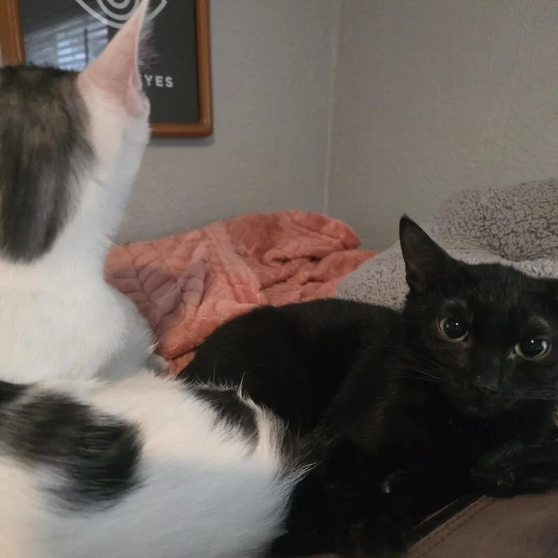 Ying & Yang thumbnail 2