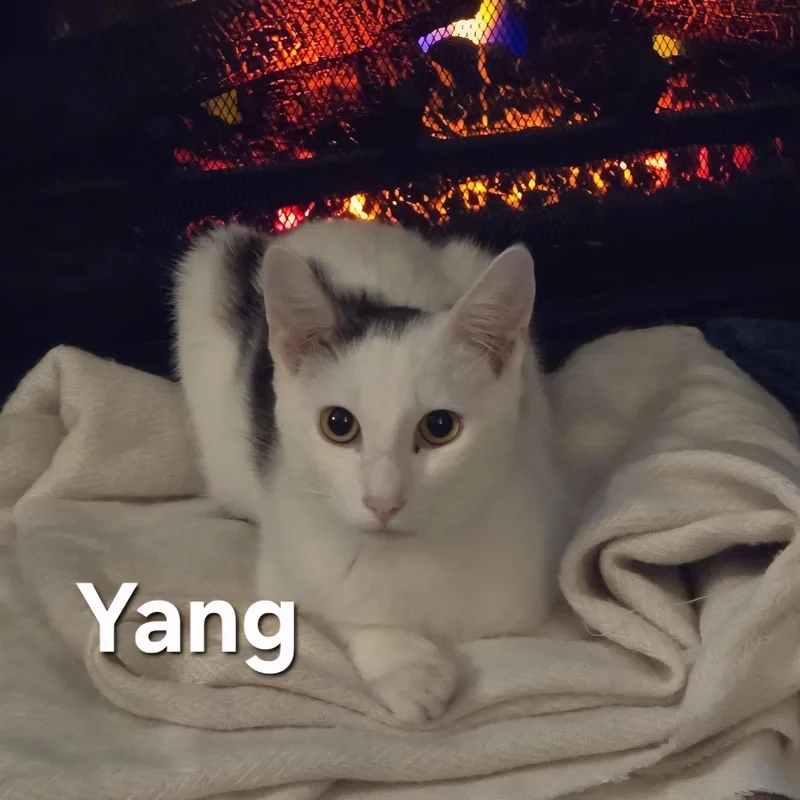 Ying & Yang thumbnail 3