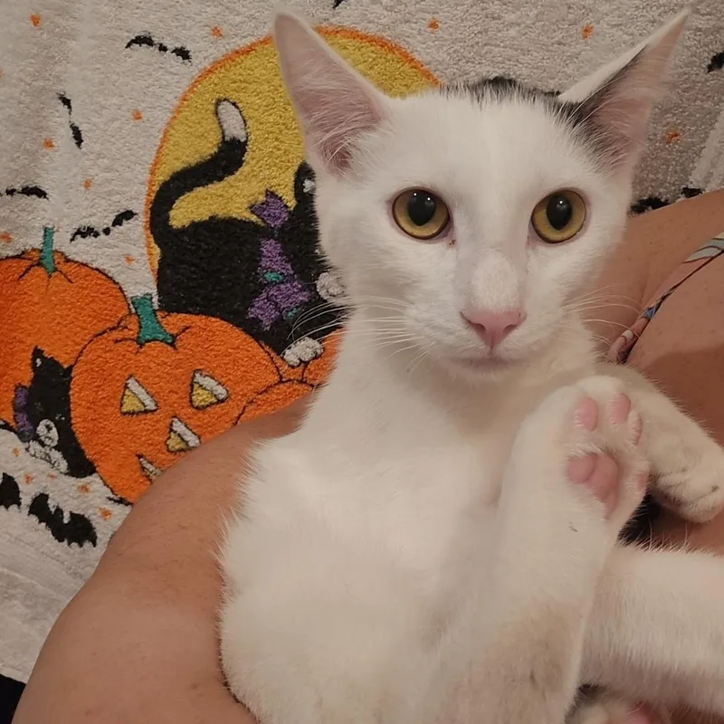 Ying & Yang thumbnail 4