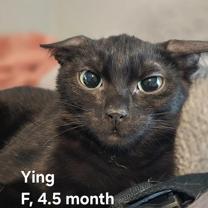 Ying & Yang thumbnail 5