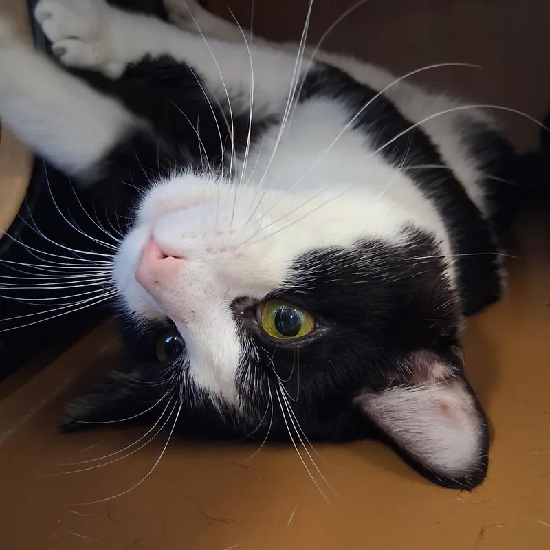 An adult large-sized male Black Domestic Short Hair cat named Stanley for adoption in Middlebury, VT