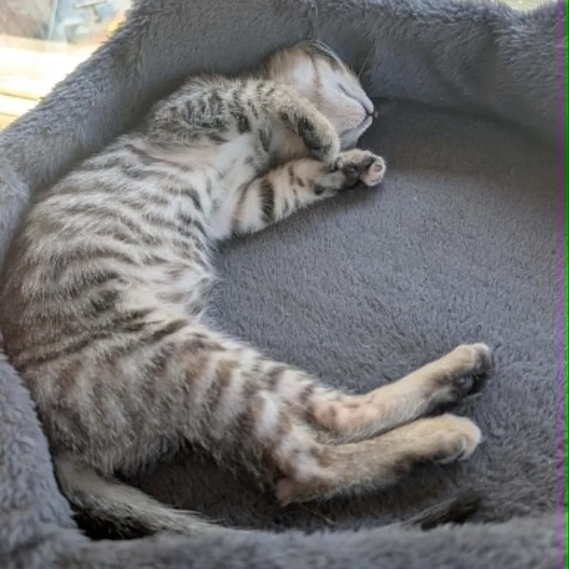 A baby small-sized female Tabby (Brown / Chocolate) Tabby cat named Feather for adoption in Antioch, CA