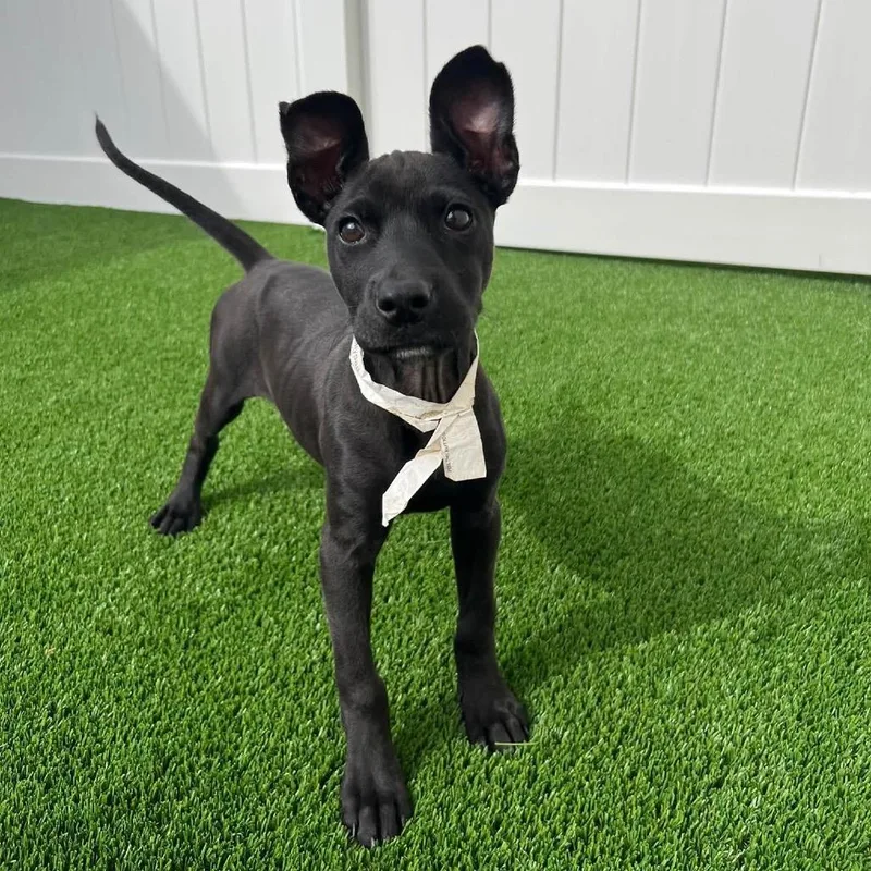 A baby medium-sized female Terrier dog named Lilypad for adoption in St. Charles, IL