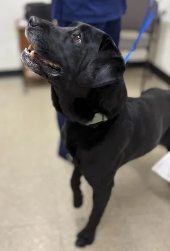 Scoundrel thumbnail 5