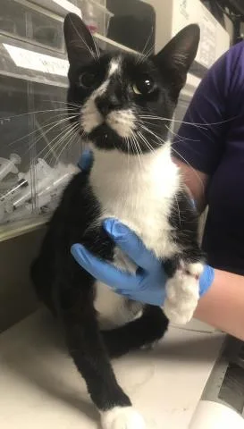 A young small-sized male Domestic Short Hair cat named Bruce Wayne for adoption in Conroe, TX