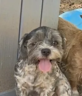 Rosie thumbnail 3