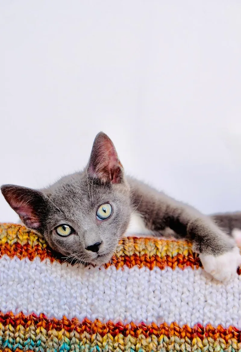 A baby small-sized male Russian Blue cat named Soot for adoption in San Diego, CA