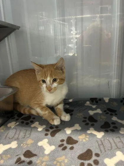 A baby small-sized male Domestic Short Hair cat named Pickles for adoption in Shawano, WI