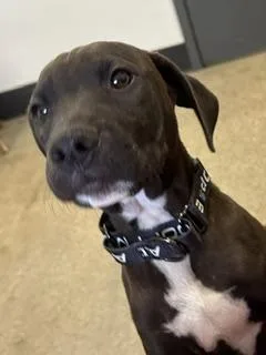 A baby medium-sized male Black Pit Bull Terrier dog named Dewey for adoption in Cleveland, OH