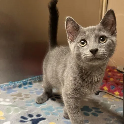 A young small-sized male Gray / Blue / Silver Domestic Short Hair cat named Berlioz for adoption in Seven Valleys, PA