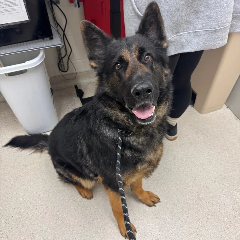 An adult extra large-sized male Black German Shepherd Dog dog named Koda for adoption in Murray, UT