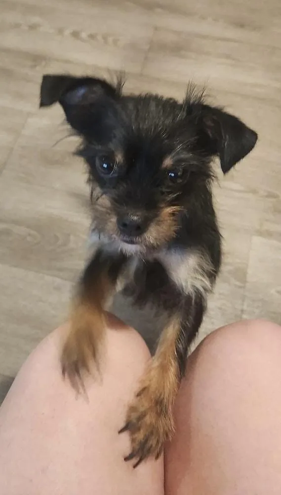 A young small-sized female Tricolor (Brown, Black, & White) Yorkshire Terrier dog named Tittles for adoption in Syracuse, NY