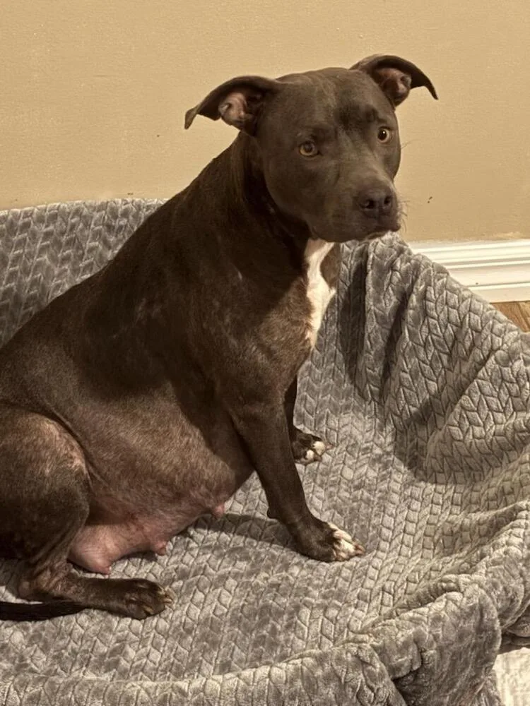 An adult medium-sized female American Bulldog dog named Mozzarella for adoption in Lakeland, FL