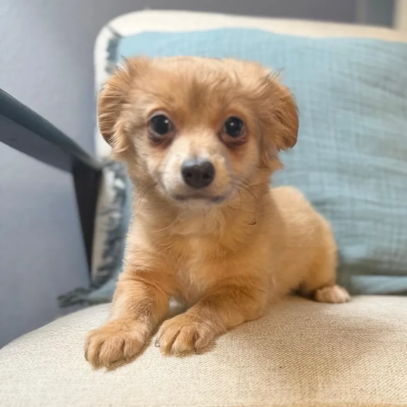 A baby small-sized male Yellow / Tan / Blond / Fawn Chihuahua dog named Bouncer for adoption in Las Vegas, NV