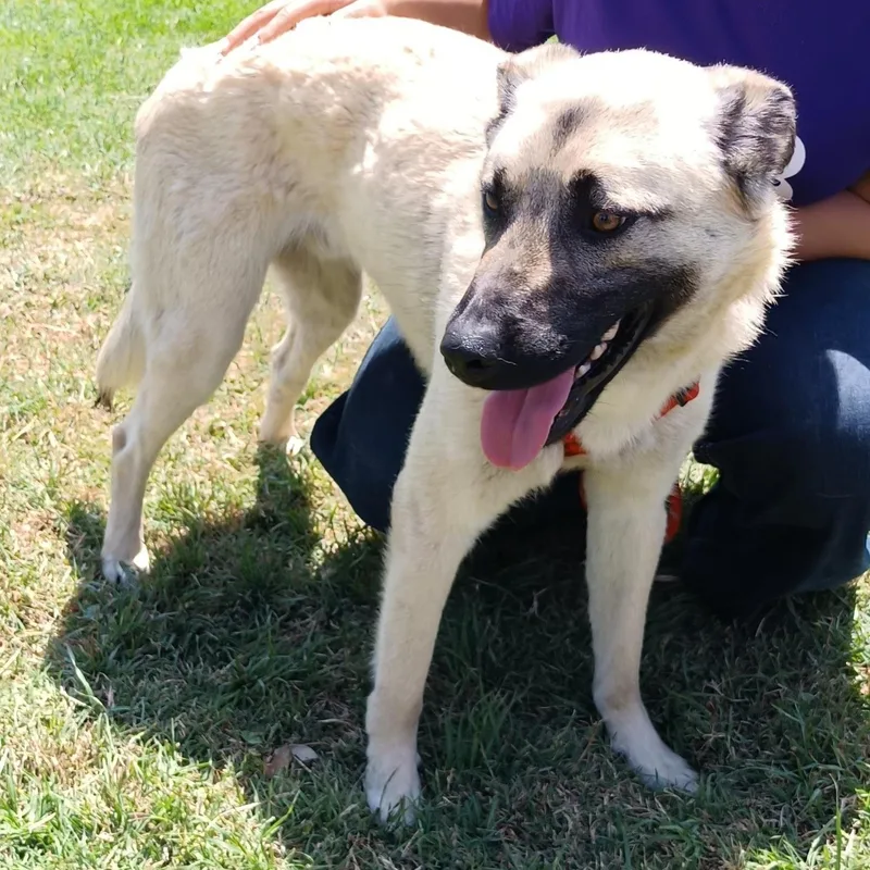 An adult medium-sized male Anatolian Shepherd dog named Bobby for adoption in Orange, CA