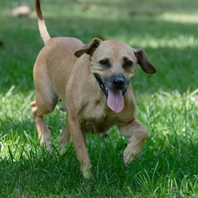 An adult medium-sized female Yellow / Tan / Blond / Fawn Terrier dog named Dahlia for adoption in Minneapolis, MN