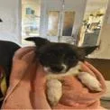 A young large-sized male Black Husky dog named Zen for adoption in West Palm Beach, FL