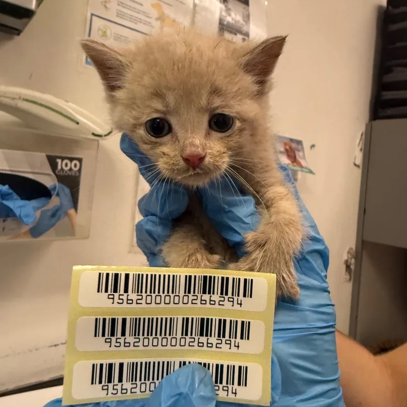 A baby small-sized male Cream / Ivory Domestic Medium Hair cat named Charmer for adoption in Charleston, WV