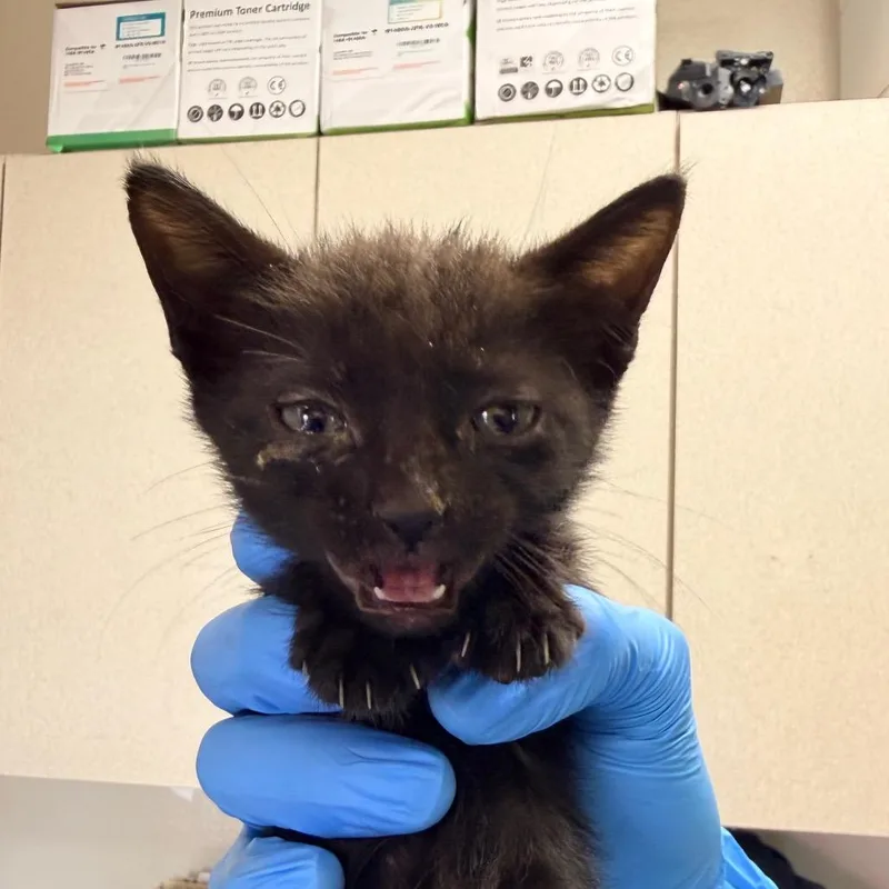 A baby small-sized female Black Domestic Short Hair cat named New Hamps for adoption in San Antonio, TX