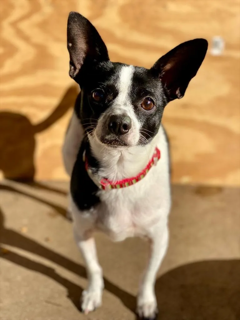A young small-sized male Chihuahua dog named Festus for adoption in Urbandale, IA