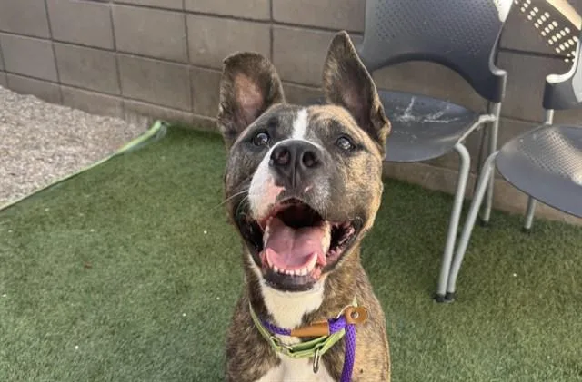 A young large-sized male Pit Bull Terrier dog named Emmett for adoption in Tucson, AZ