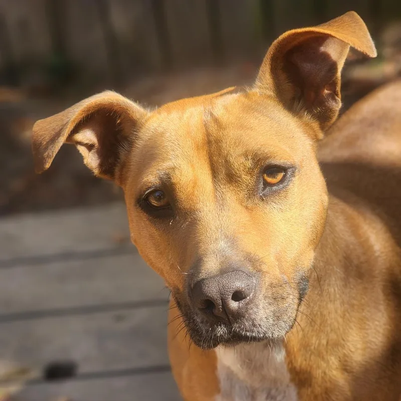 An adult medium-sized female Yellow / Tan / Blond / Fawn Mixed Breed dog named Ariel for adoption in Lexington, SC